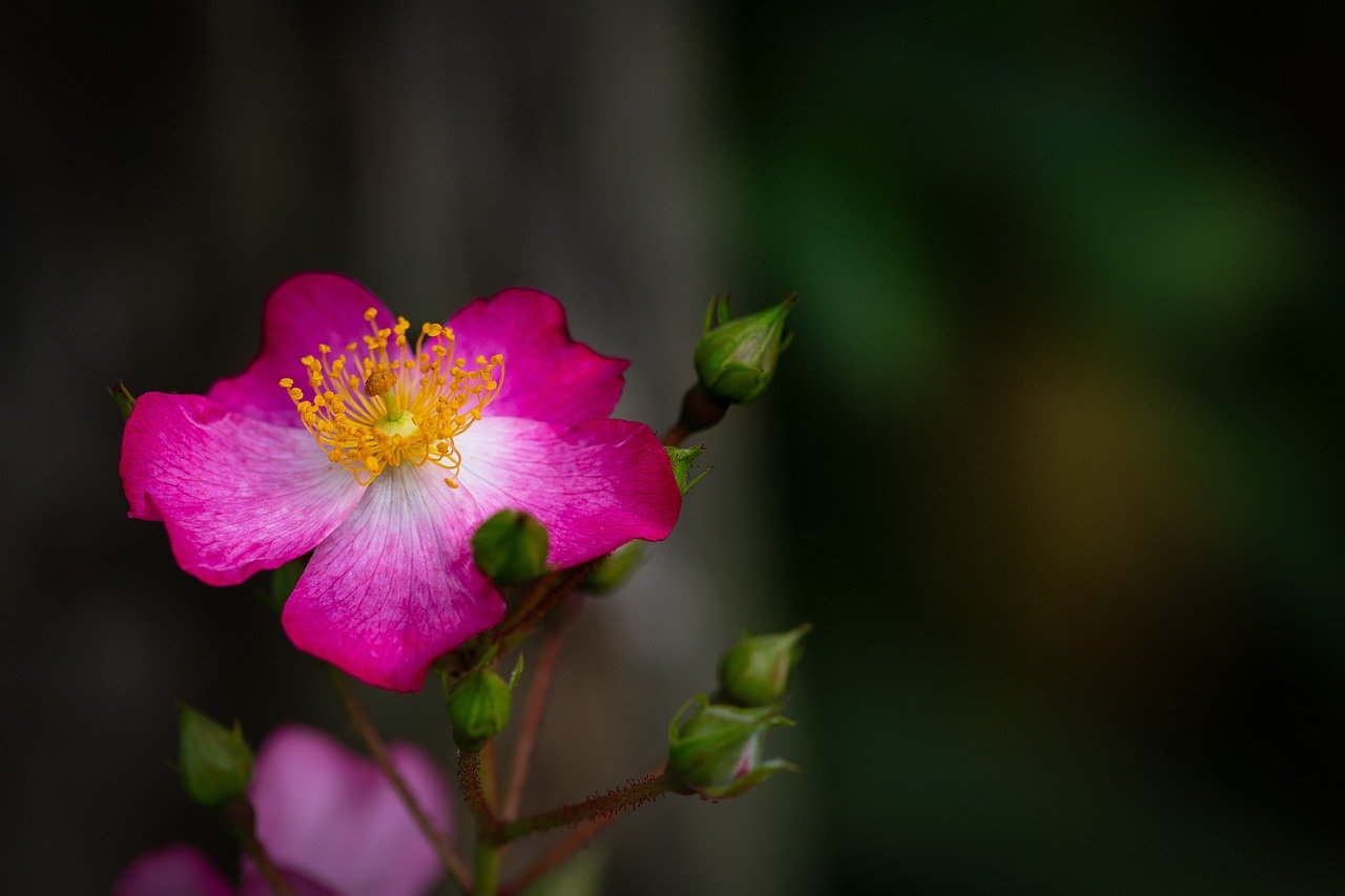 Maintaining Beautiful Roses All Year Round